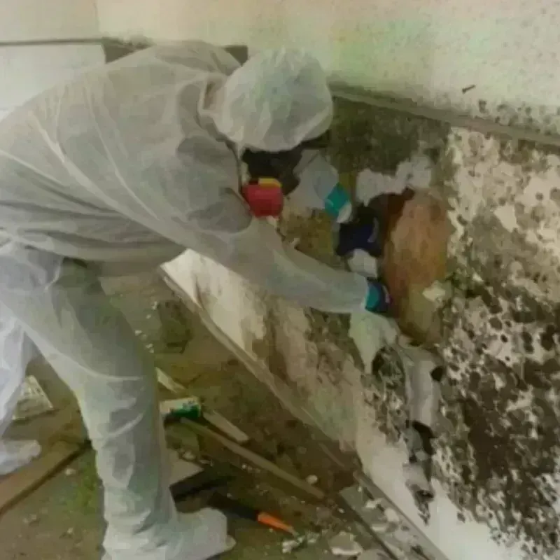 Mold Remediation and Removal in Pope County, IL